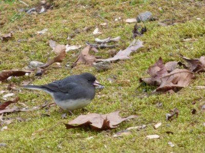 20160212 - Dark-Eyed Junco