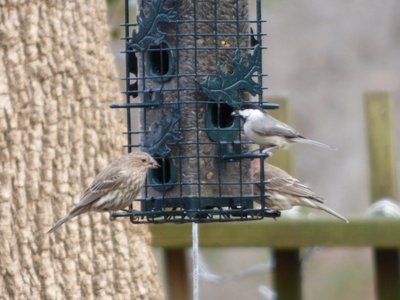 20160212 - Female House Finch and Carolina Chickadee