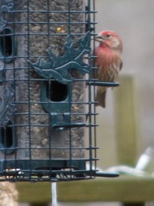 20160212 - Male House Finch