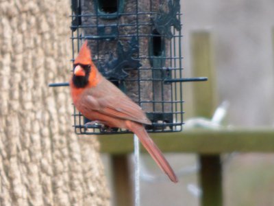 20160212 - Male Northern Cardinal