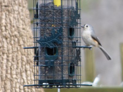 20160212 - Tufted Titmouse