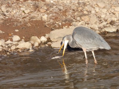 20160213 - Great Blue Heron 2