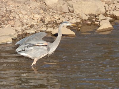 20160213 - Great Blue Heron