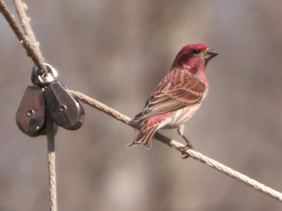 20160227 - Male Purple Finch