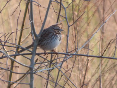 20160227 - Song Sparrow