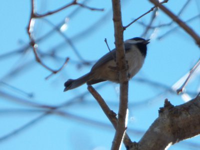 20160228 - Carolina Chickadee