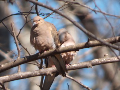 20160228 - Mourning Doves