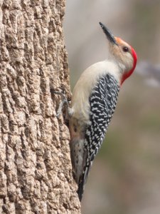 20160312 - Male Red-bellied Woodpecker