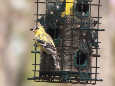 20160318 - Male American Goldfinch