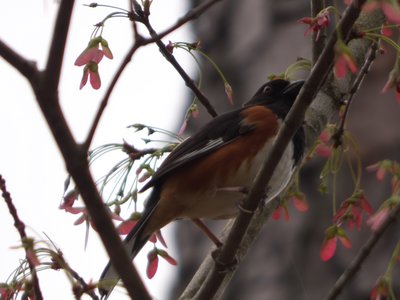 20160325 - Male Eastern Towhee