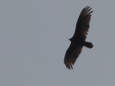 20160325 - Turkey Vulture