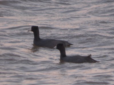 20160402 - American Coots