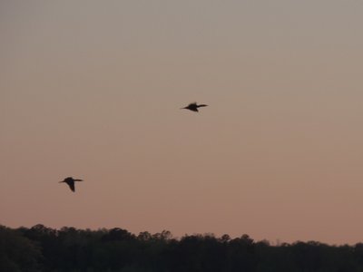 20160402 - Double-Crested Cormorants