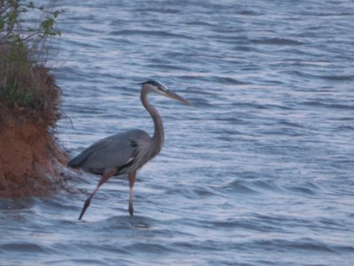 20160402 - Great Blue Heron 1