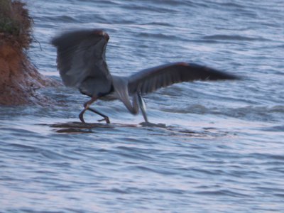 20160402 - Great Blue Heron 2