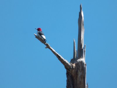 20160417 - Red-Headed Woodpecker