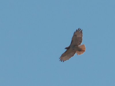 20160417 - Red-Tailed Hawk