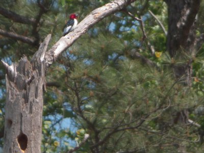 20160423 - Red-Headed Woodpecker