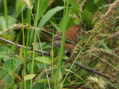 20160523 - Female Indigo Bunting or Blue Grosbeak 1