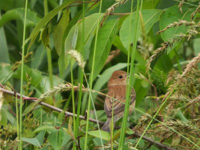 20160523 - Female Indigo Bunting or Blue Grosbeak 2