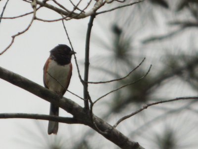 20160523 - Male Eastern Towhee 1