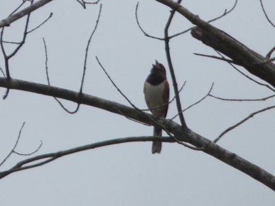 20160523 - Male Eastern Towhee 2