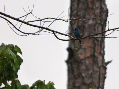 20160523 - Male Indigo Bunting 1