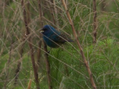 20160523 - Male Indigo Bunting 2