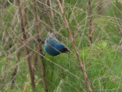 20160523 - Male Indigo Bunting 3