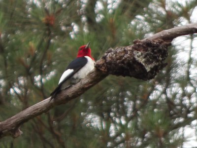 20160523 - Red Headed Woodpecker 1