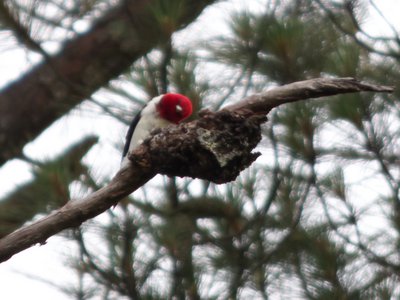 20160523 - Red Headed Woodpecker 2