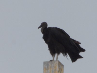 20160529 - Black Vulture 1