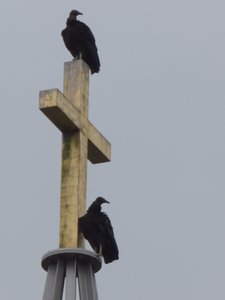 20160529 - Black Vulture 2