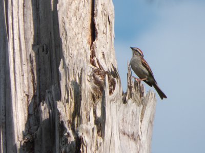 20160629 - Chipping Sparrow