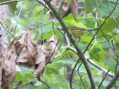 20160629 - Common Yellowthroat