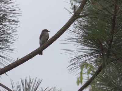 20160629 - Eastern Phoebe