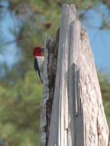 20160629 - Red Headed Woodpecker