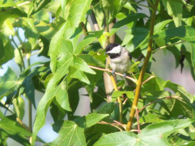 20160630 - Carolina Chickadee