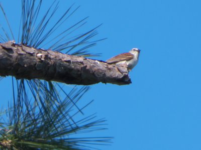 20160630 - Chipping Sparrow