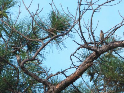 20160630 - House Finches