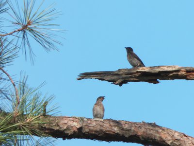 20160630 - Juvenile Bluebirds 1