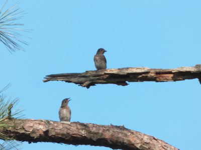 20160630 - Juvenile Bluebirds 2