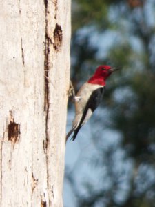 20160630 - Red Headed Woodpecker 1