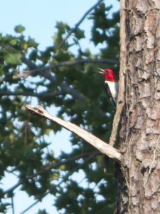 20160630 - Red Headed Woodpecker 2