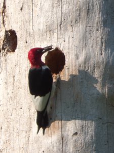 20160630 - Red Headed Woodpecker 3