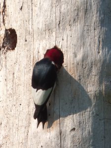 20160630 - Red Headed Woodpecker 4