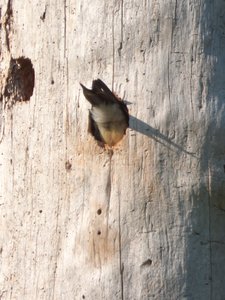 20160630 - Red Headed Woodpecker 5