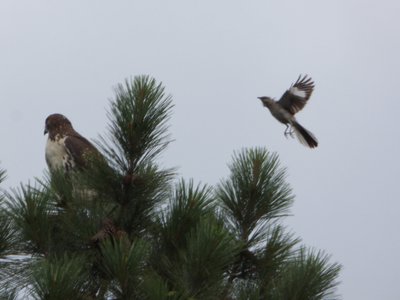 20160706 - Red-tailed Hawk and Mockingbird