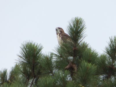 20160706 - Red-tailed Hawk