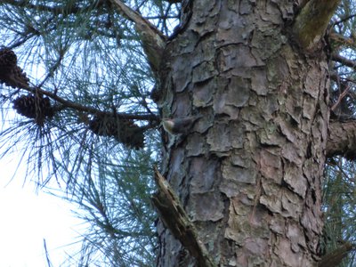 20160820 - Brown-headed Nuthatch